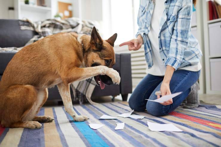 Sgridare il cane