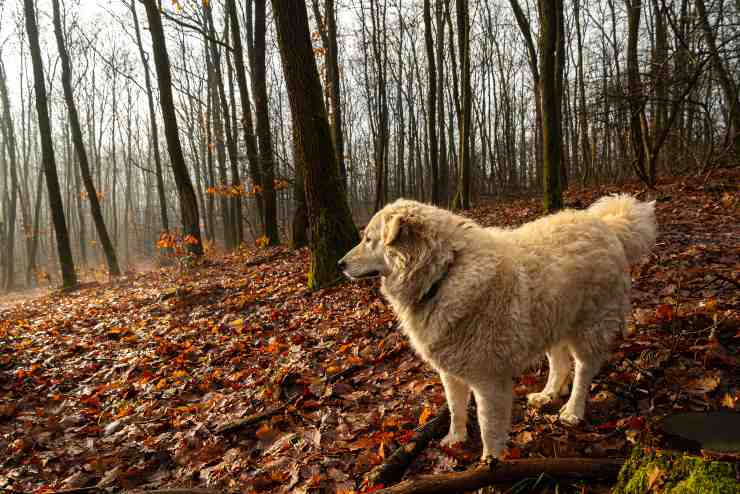 kuvasz