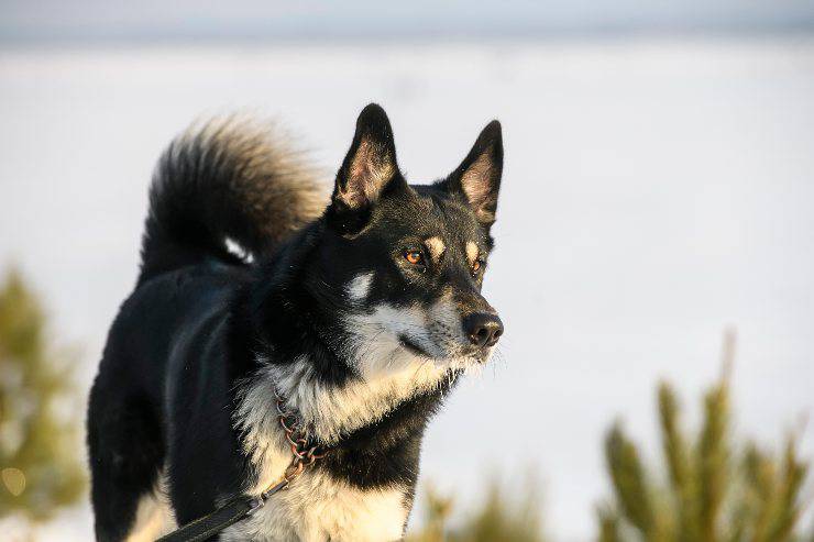 Laika della Siberia orientale