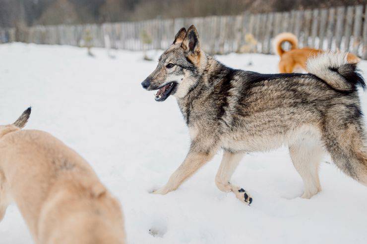 Laika della Siberia occidentale
