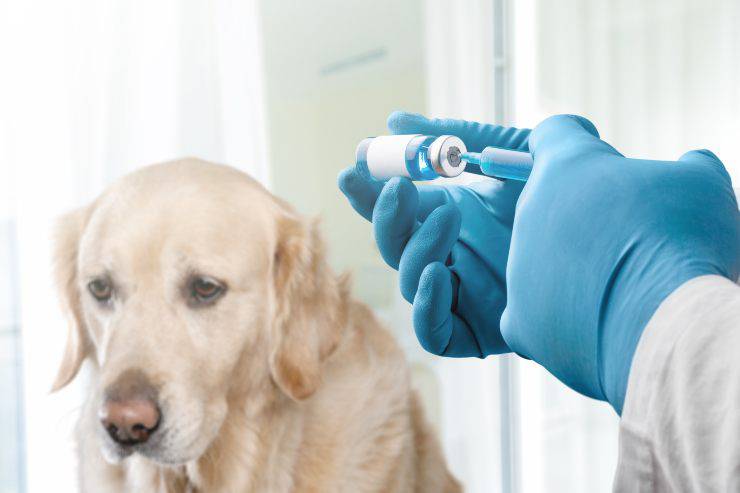 cane vaccinazione