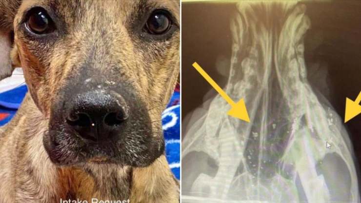cane mandibola fratturata