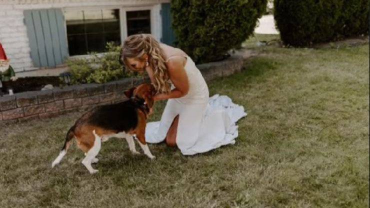 cane al matrimonio video