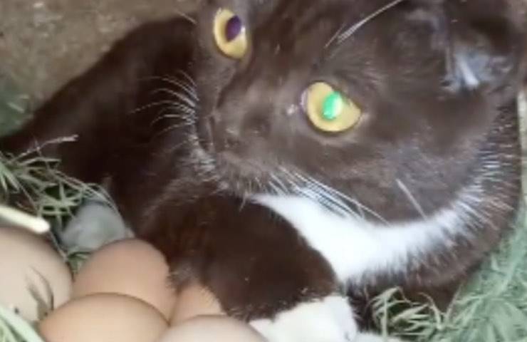 gatto bonya cova uova