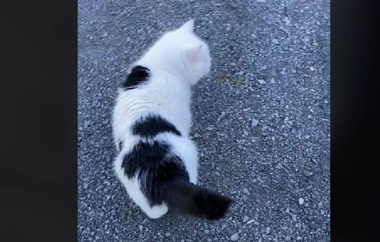 gatto miagolio tiktok