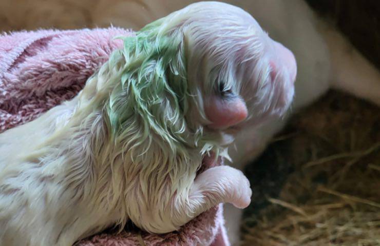 cucciolo cagnolino nasce verde