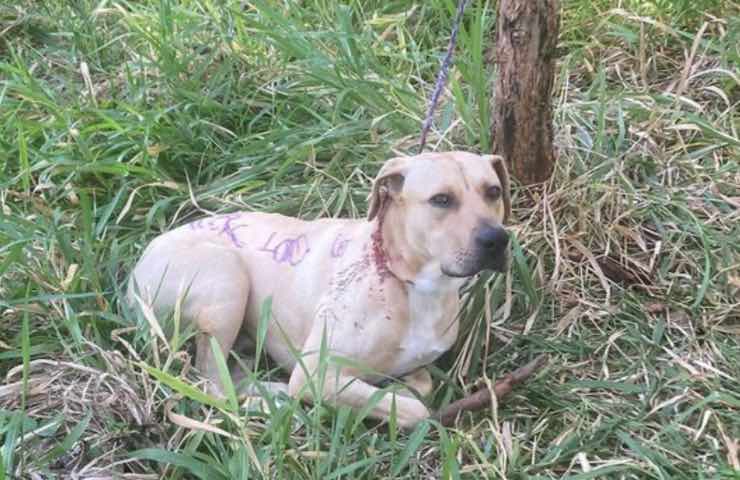 Cane ferito ricoperto pitture