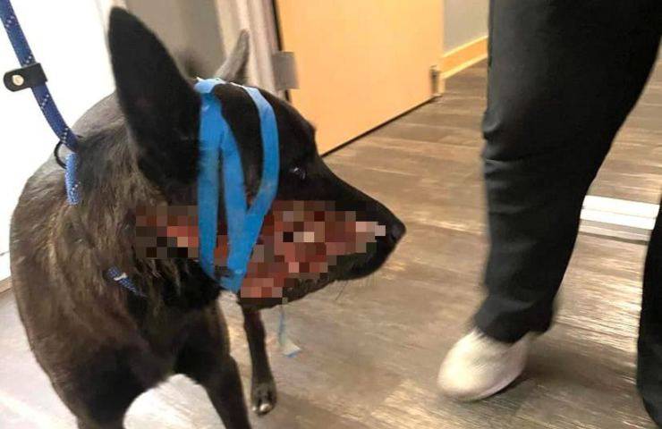 cane ferito mandibola
