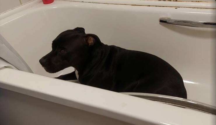 cane spaventato dai fuochi