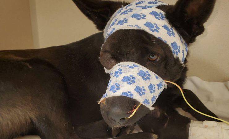 cane ferito