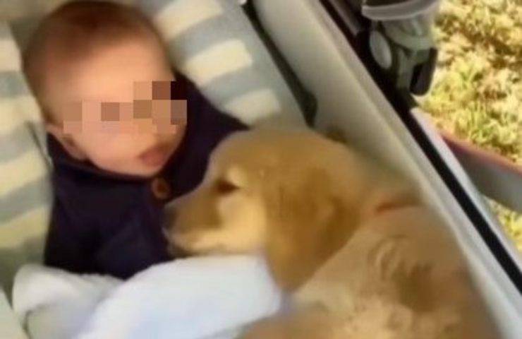 migliori amici video