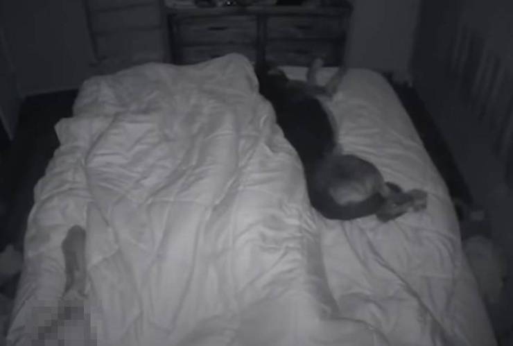Annie cane padrone epilessia