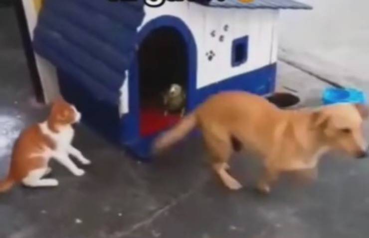 cane scappa da pappagallo