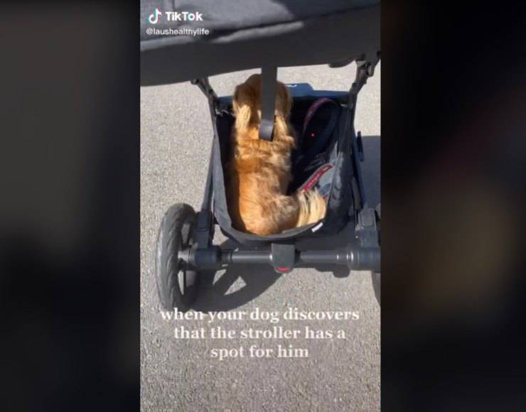 passeggino cane leo