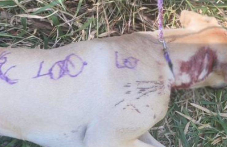 cane ferito ricoperto pitture