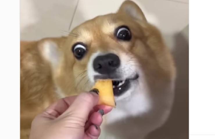 corgi vuole cibo