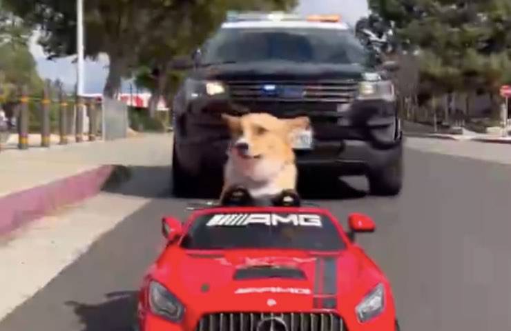 cane corgi polizia minicar