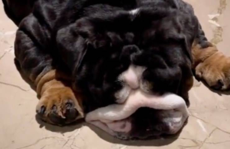 cane kapoor sogna intercapedine