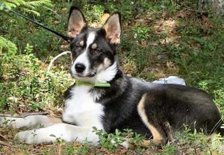 Laika della Siberia orientale