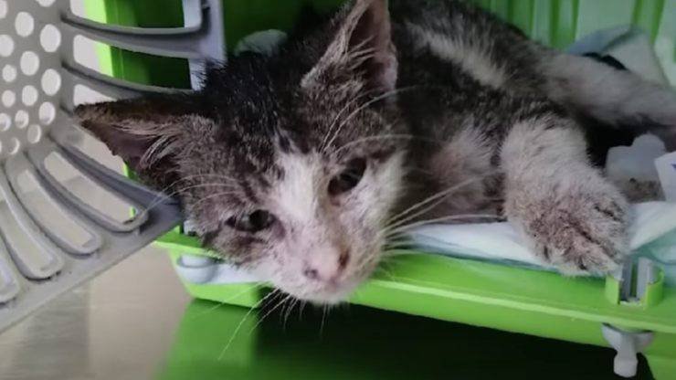 gattino tre mesi maltrattato