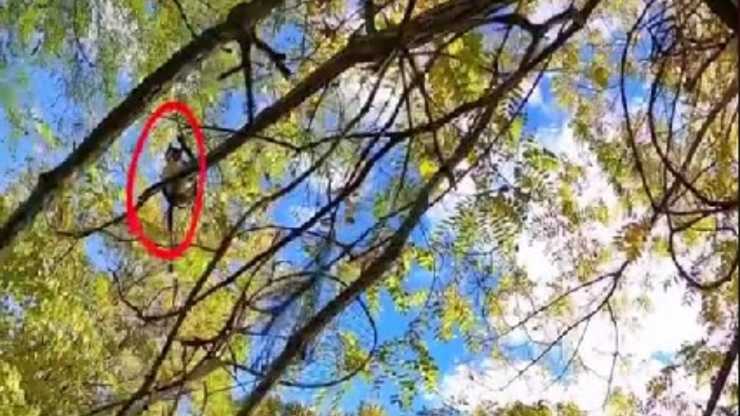 gatto bloccato su albero