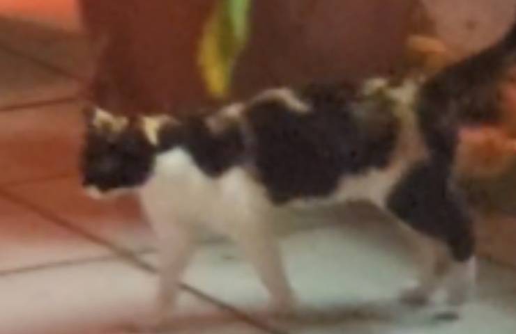 gatto negozio ruba scimmietta