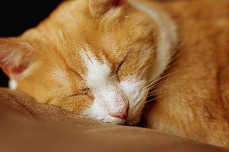 gatto ritrovato padrona