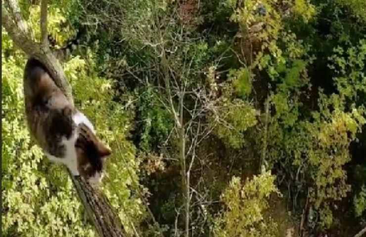 gatto grasso su albero
