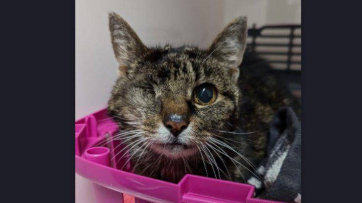 gatto scomparso ritrovato lontano