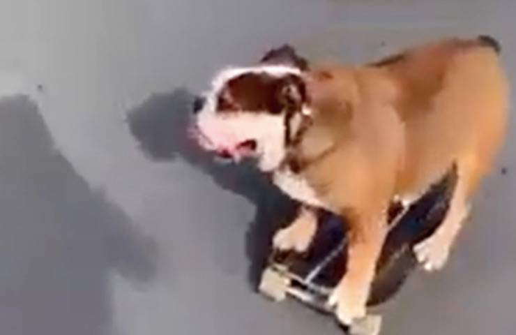 Giotto cane skateboard performance