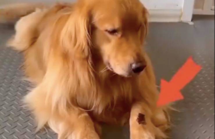 cane trucco simpatico snack
