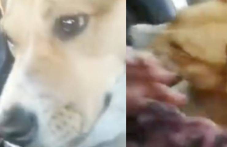cagnolino auto coppia supplica