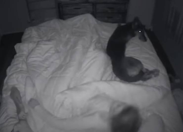 Annie cane padrone epilessia