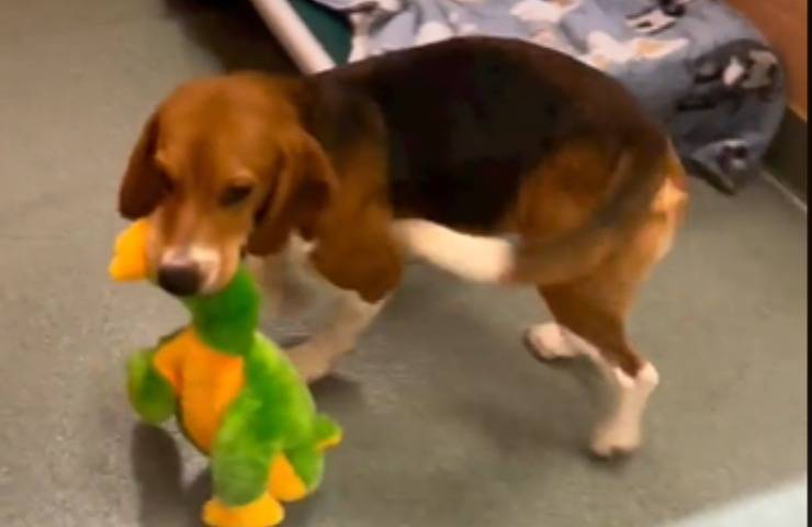 Froggy beagle giocattolo storia