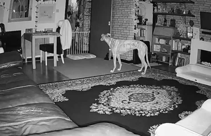 levriero Polly interior designer
