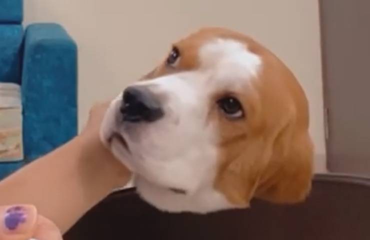 occhi espressivi Toto padrona