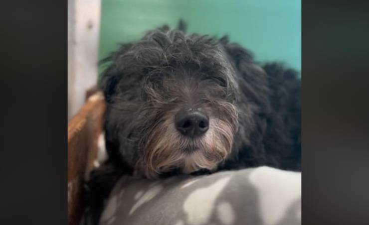 cane loki appello