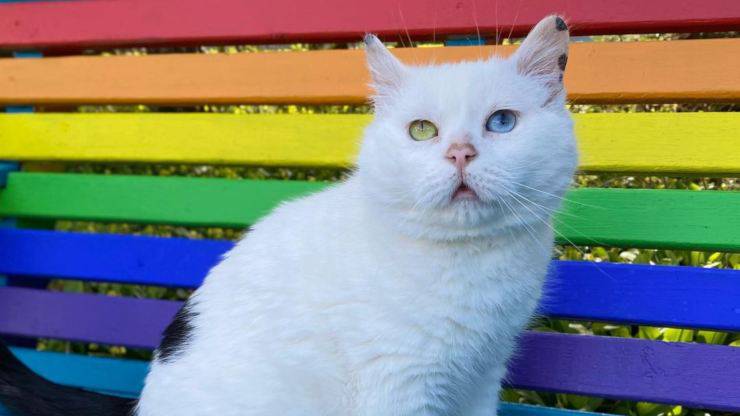gatto con miagolio strano