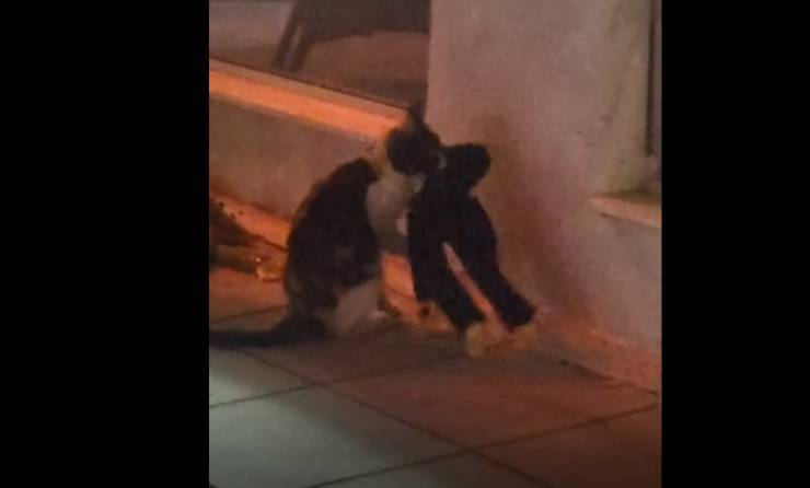 gatto impazzito negozio
