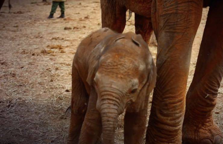 elefante piccolo salvano mamma