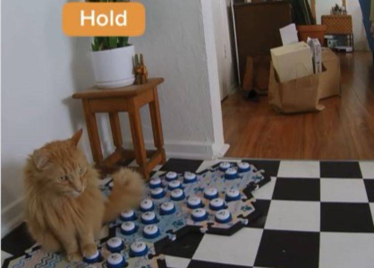 gatto parla