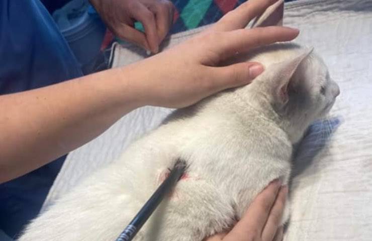 gatto lance colpito freccia 