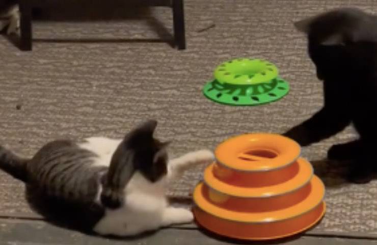 gatti randagi giocano reazione