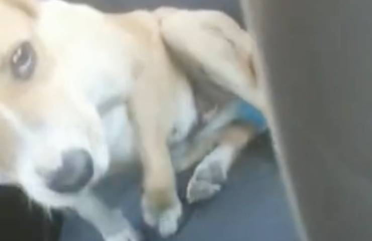 cagnolino auto coppia supplica