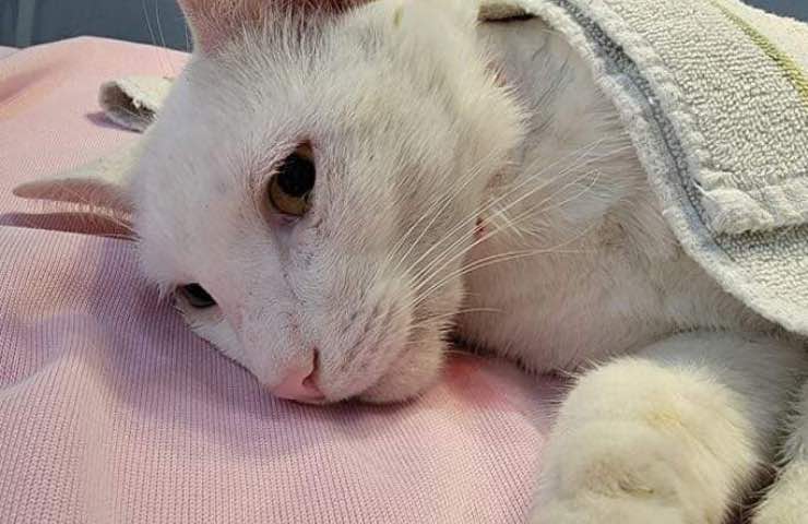 gatto lance colpito freccia