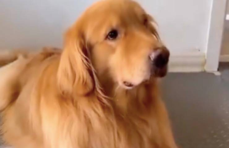 cane simpatico trucco snack