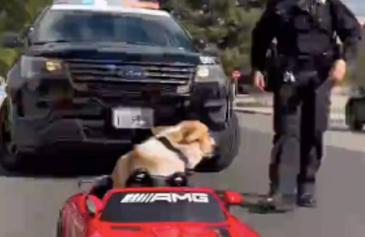 cane corgi polizia minicar