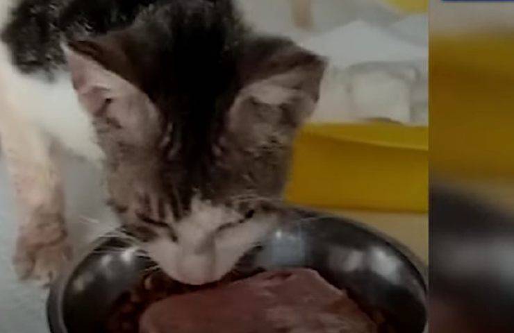 gatto salvato oipa