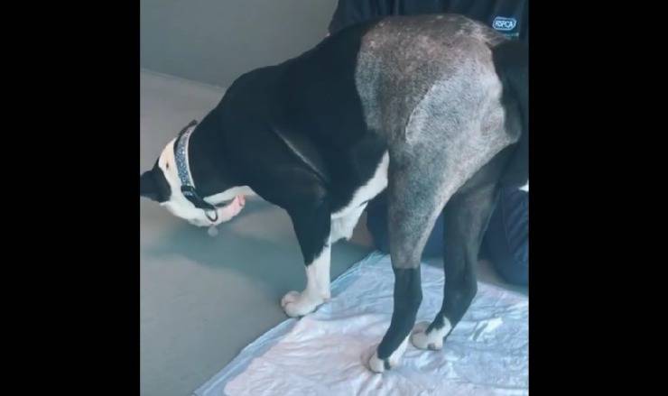 cane con anca rotta