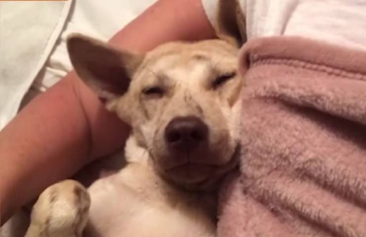 cane cambiamento video